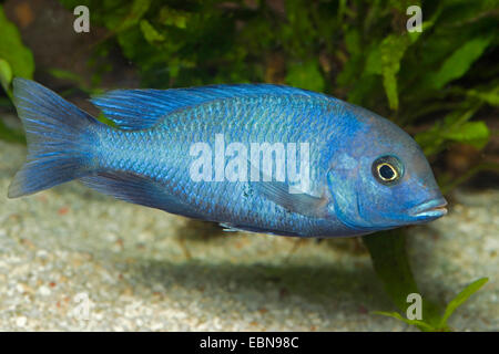 Blue Dolphin in Malawi (Cyrtocara Moorii, Haplochromis Moorii), Schwimmen Stockfoto