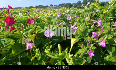 gemeinsamen Four-o'clock, Wunder von Peru (Mirabilis Jalapa), Feld der Wunder von Peru, Niederlande Stockfoto