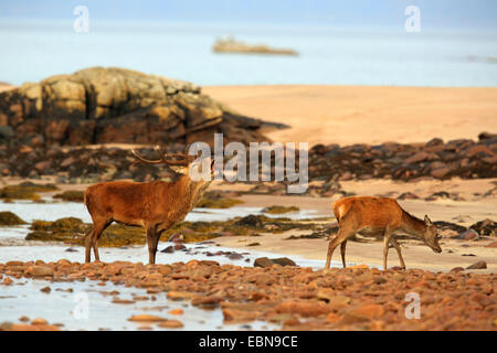 Rothirsch (Cervus Elaphus), dröhnende Hirsch und Hirschkuh an der Küste, Großbritannien, Schottland, Isle of Rum Kilmory Stockfoto