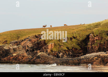 Rothirsch (Cervus Elaphus), Herde von Hirschen auf einer Wiese an der Küste, Großbritannien, Schottland, Isle of Rum Kilmory Stockfoto