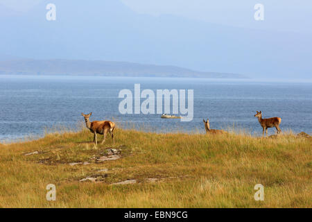 Rothirsch (Cervus Elaphus), drei Rotwild Hinds stehen auf einer Wiese an der Küste, Großbritannien, Schottland, Isle of Rum Kilmory Stockfoto