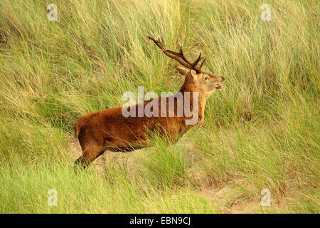 Rothirsch (Cervus Elaphus), stehend auf Dünengras und kauen, Großbritannien, Schottland, Isle of Rum Kilmory Stockfoto