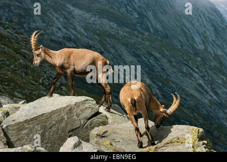 Alpensteinbock (Capra Ibex, Capra Ibex Ibex), zwei Steinböcke auf Felsbrocken, Schweiz, Wallis, Saas Fee Stockfoto