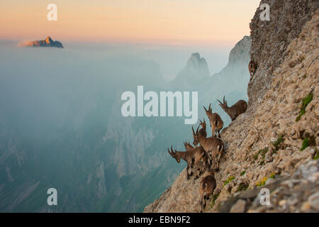 Alpensteinbock (Capra Ibex, Capra Ibex Ibex), der Herde der Steinböcke an einem steilen Hang im Abendlicht, Schweiz, Alpstein, Säntis Stockfoto