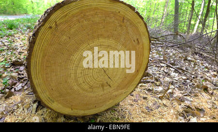 gemeinsamen Lärche, Lärche (Larix Decidua, Larix Europaea), Querschnitt mit Jahresringen eines Protokolls Weg Wald, Sauerland, Nordrhein-Westfalen, Deutschland Stockfoto