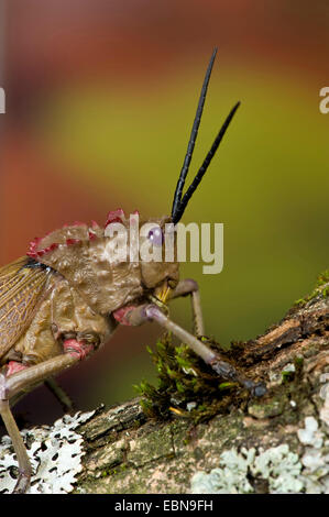 Heuschrecke (Phymateus spec.), portrait Stockfoto