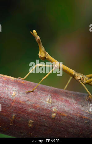 Pferdekopf Grasshopper (Prosarthria Teretrirostris), portrait Stockfoto