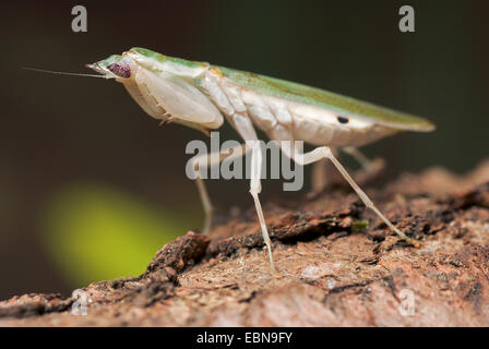 Gambische Spotted-Auge Blume Gottesanbeterin (Pseudoharpax Virescens), Weiblich Stockfoto