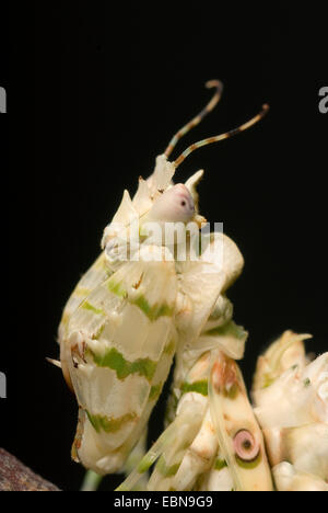 Wahlbergi der stacheligen Blume Mantis, Wahlbergis stachelige Blume Gottesanbeterin (Pseudocreobotra Wahlbergi), portrait Stockfoto