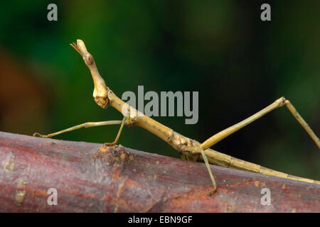 Pferdekopf Grasshopper (Prosarthria Teretrirostris), auf einem Ast Stockfoto