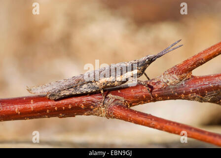 Heuschrecke (Pyrgomorpha Conica), sitzt auf einem Zweig, Portugal Stockfoto