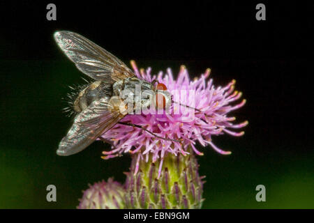 Tachinid Fliege (Prosena Siberita), an lila Blume Stockfoto