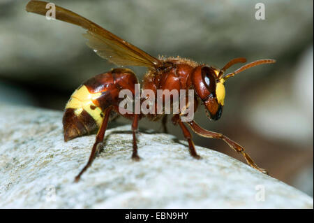 Orientalische Hornisse (Vespa Orientalis), Seitenansicht Stockfoto