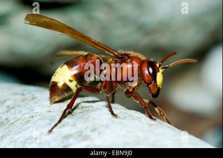 Orientalische Hornisse (Vespa Orientalis), Seitenansicht Stockfoto