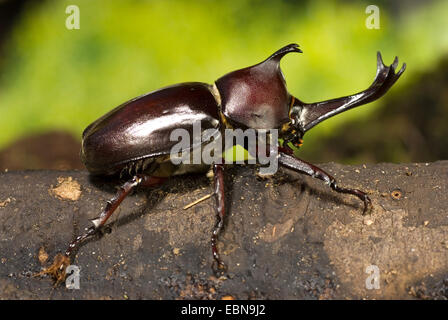 Japanische Nashorn Käfer, japanische Käfer (Trypoxylus Dichotoma, Allomyhrina Dichotoma), gehörnten Mann sitzt auf einem Ast Stockfoto