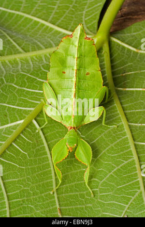 Blatt-Insekt, Blatt Insekt (Phyllium Siccifolium), auf einem Blatt Stockfoto