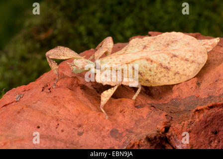 Blatt-Insekt, Blatt Insekt (Phyllium Siccifolium), auf einem Ast Stockfoto