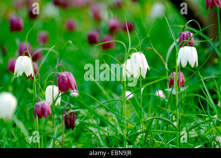 gemeinsamen Fritillary, Schlange-Kopf Fritillaria (Fritillaria Meleagris), blüht in weiß und violett, Deutschland Stockfoto