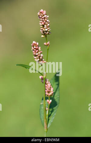 Rotschenkel, Persicaria, Redleg, Lady-Daumen, entdeckt Ladysthumb, Gambetta (Polygonum Persicaria, Persicaria Maculosa), Blütenstand, Deutschland Stockfoto