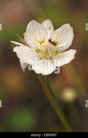 Marsh Grass von Parnassus (Parnassia Palustris), Blume mit Ameise, Deutschland Stockfoto