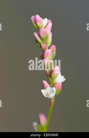 Geschmacklos Wasserpfeffer (Persicaria Mitis, Polygonum Mite, Persicaria Dubia), Blütenstand, Deutschland Stockfoto