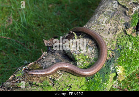 Europäische Blindschleiche, Blindworm Blindschleiche (geschiedenen Fragilis), Log, Großbritannien, Schottland, Cairngorm National Park Stockfoto