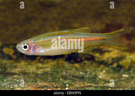 Burma Danio, Glowlight Danio (Danio Choprae, Danio Choprai, Brachydanio Choprai), Schwimmen Stockfoto