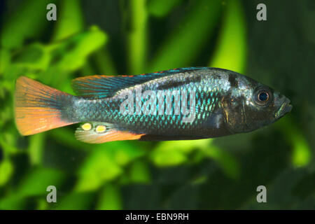 Glowcoal Mouthbrooder, blaue Victoria Mouthbrooder (Haplochromis Nubilus, Astatotilapia Nubilus), Schwimmen Stockfoto