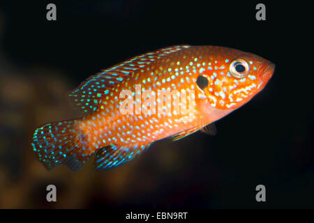 Blood Red Jewel Fisch, Blood Red Jewel (Hemichromis Lifalili), Schwimmen Stockfoto