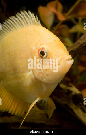 Auge-Ort Cichlid; Gebänderter Buntbarsch, sedieren Cichlid (Heros Severus), portrait Stockfoto