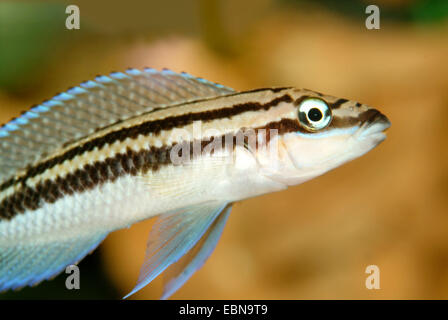 Dickels der schlanken Cichlid (Julidochromis Dickfeldi), Schwimmen Stockfoto