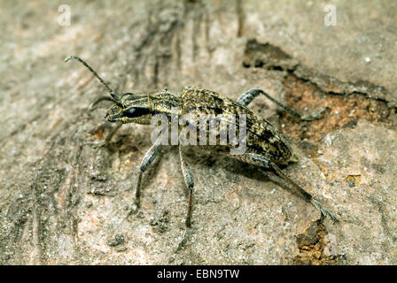 Blackspotted Zange zu unterstützen, Käfer, Eiche Longhorn Beetle (Rhagium Mordax), Seitenansicht Stockfoto
