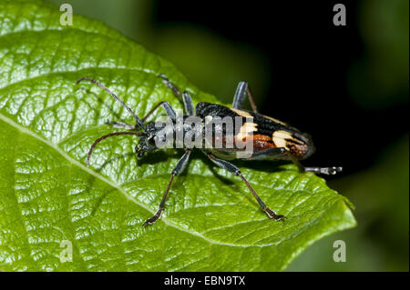 Zwei-banded Longhorn Beetle (Rhagium Bifasciatum), Seitenansicht Stockfoto