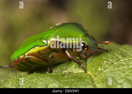 Rose Chafer, Sonne Käfer (Ptychodestes Gratiosa), Seitenansicht Stockfoto