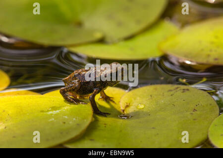 Europäischen gemeinsamen Kröte (Bufo Bufo), sofort nach der Metamorphose auf Froschbissgewächse Blatt, Deutschland, Bayern Stockfoto