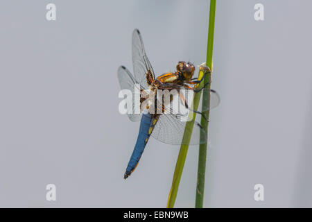 Breit-bodied Libellula, breit-bodied Chaser (Libellula Depressa), Männlich, Deutschland, Bayern Stockfoto