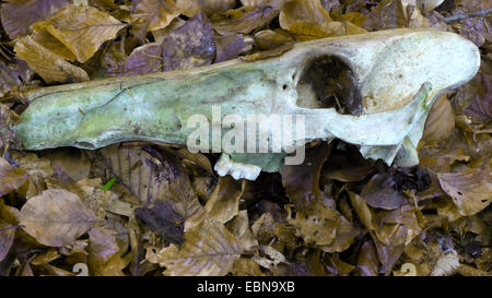 Rothirsch (Cervus Elaphus), Oberkiefer Knochen auf Wald, Boden, Deutschland Stockfoto