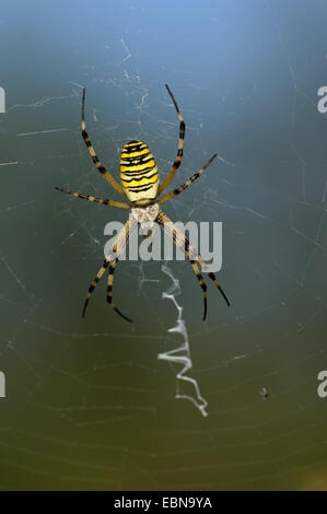 schwarz-gelbe Argiope, schwarz und gelb Kreuzspinne (Argiope Bruennichi), sitzen in sein Netz, mit Stabilimentum, Deutschland, Bayern Stockfoto