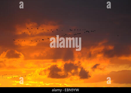 Kranich, eurasische Kranich (Grus Grus), strömen nach seinen Schlafplatz bei Sonnenuntergang, Zingst, Mecklenburg-Vorpommern, Deutschland und Western Region Nationalpark Vorpommersche fliegen Stockfoto