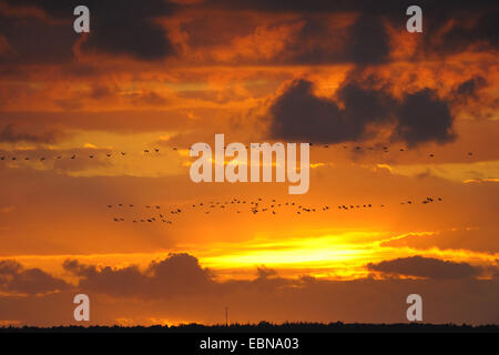 Kranich, eurasische Kranich (Grus Grus), strömen nach seinen Schlafplatz bei Sonnenuntergang, Zingst, Mecklenburg-Vorpommern, Deutschland und Western Region Nationalpark Vorpommersche fliegen Stockfoto