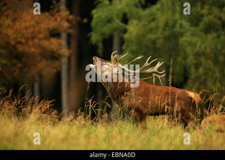 Rothirsch (Cervus Elaphus), brüllenden Hirsch auf Lichtung, Deutschland, Sachsen Stockfoto