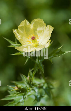 Mexikanische Pricklepoppy, Prickly Poppy, Teufels Feigen, Devils Fig, mexikanische Poppy flower Chicalote (Argemone Mexicana), Stockfoto