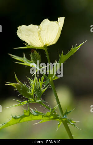 Mexikanische Pricklepoppy, Prickly Poppy, Teufels Feigen, Devils Fig, mexikanische Poppy flower Chicalote (Argemone Mexicana), Stockfoto