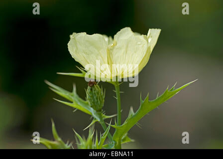 Mexikanische Pricklepoppy, Prickly Poppy, Teufels Feigen, Devils Fig, mexikanische Poppy flower Chicalote (Argemone Mexicana), Stockfoto