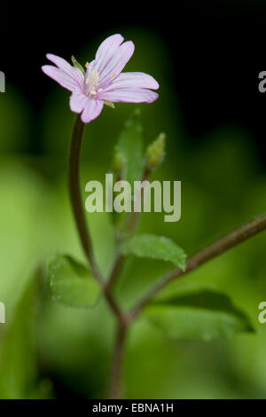 hoary Weide-Kräuter, kleine blühende behaarte Weide-Kraut (Epilobium Parviflorum), blühen, Deutschland Stockfoto