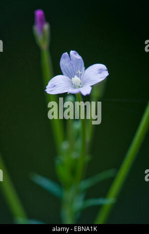 hoary Weide-Kräuter, kleine blühende behaarte Weide-Kraut (Epilobium Parviflorum), blühen, Deutschland Stockfoto