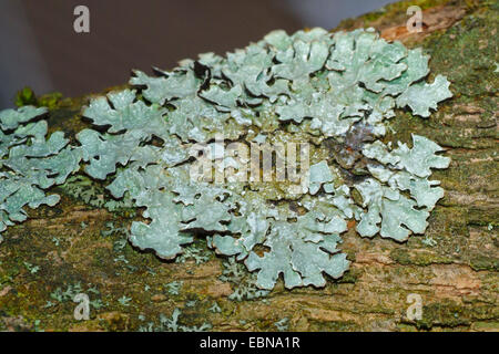 Hypogymnia (Hypogymnia Physodes), auf Rinde, Deutschland Stockfoto