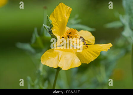 gelbe gehörnten Mohn, gehörnten Mohn (Glaucium Flavum), Blume Stockfoto