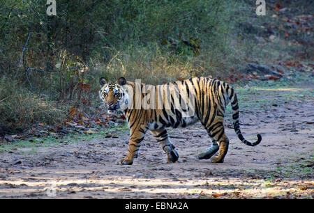 Bengal-Tiger (Panthera Tigris Tigris), Wandern im Sonnenschein, Indien, Madhya Pradesh, Bandhavgarh National Park Stockfoto