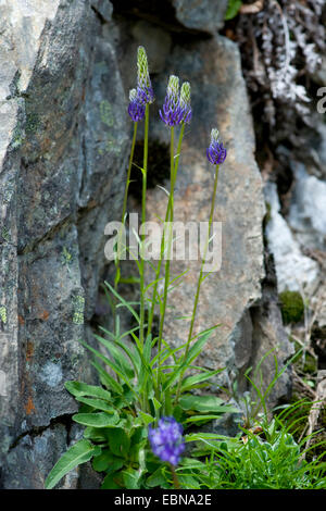 BETONICA-Leaved Rapunzeln (Phyteuma Betonicifolium), blühen, Schweiz Stockfoto